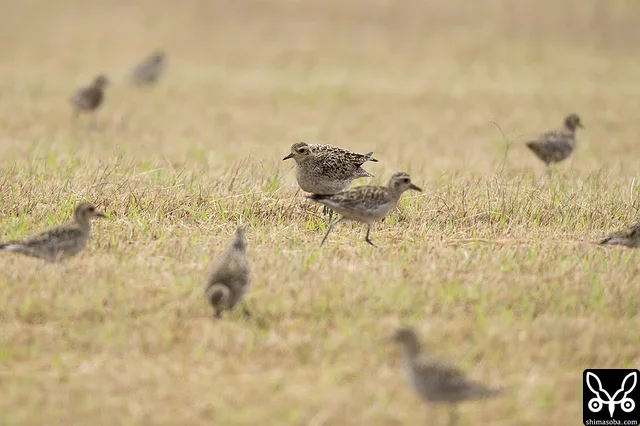 牧草地にムナグロ60羽の群れが降りてきました。どんな鳥でも群れはいいですね。