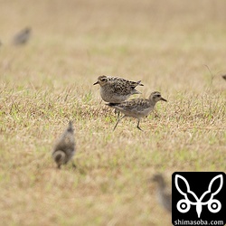 牧草地にムナグロ60羽の群れが降りてきました。どんな鳥でも群れはいいですね。