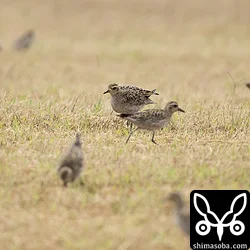 牧草地にムナグロ60羽の群れが降りてきました。どんな鳥でも群れはいいですね。