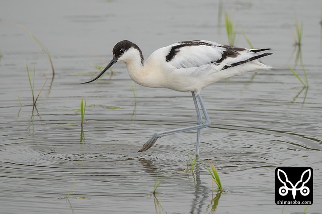 ソリハシセイタカシギ（アボセット）