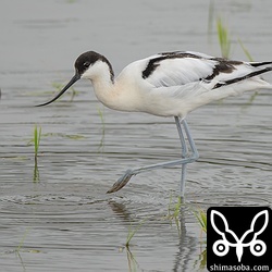 ソリハシセイタカシギが単独で飛来。こちらもゆるーい個体。