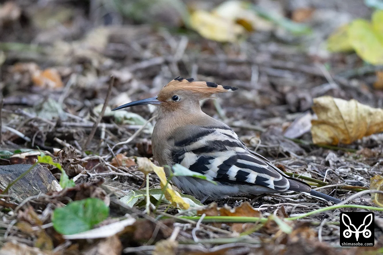 ヤツガシラ、ソリハシセイタカシギほか(動画あり)（2026年3月22日
