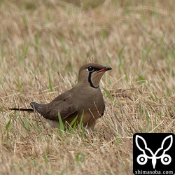 ムナグロの群れを見ているとツバメチドリが降ってきました。