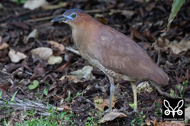 ズグロミゾゴイ