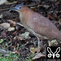 上の個体とペアのオス。