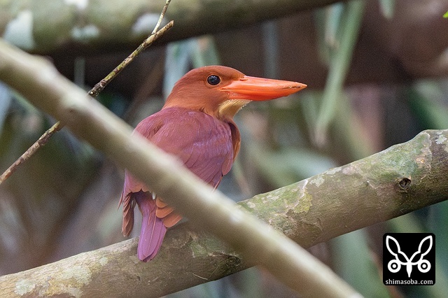 リュウキュウアカショウビン