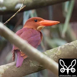 今季のリュウキュウアカショウビンの飛来は、例年より1週間程度早い到着で3月23日ごろには鳴き声が聞こえていました。数が増えたのは3月下旬ごろ。初撮影は旅行で島を離れていたこともあり4月6日と例年より少し遅くなってしまいました。