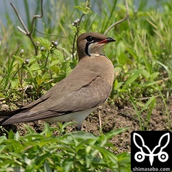ツバメチドリ十数羽の群れが田んぼに滞在中。今季も繁殖が確認できると思います。