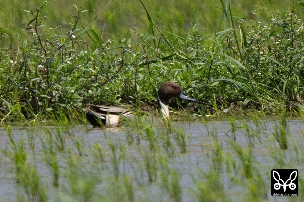 オナガガモ