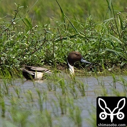 オナガガモのペアもいました。春の渡りの移動組だと思われます。