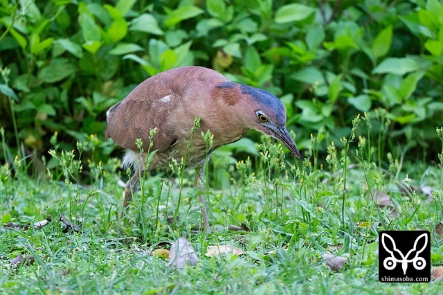 ズグロミゾゴイ