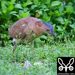ズグロミゾゴイのメス。芝生でミミズを狙っています。