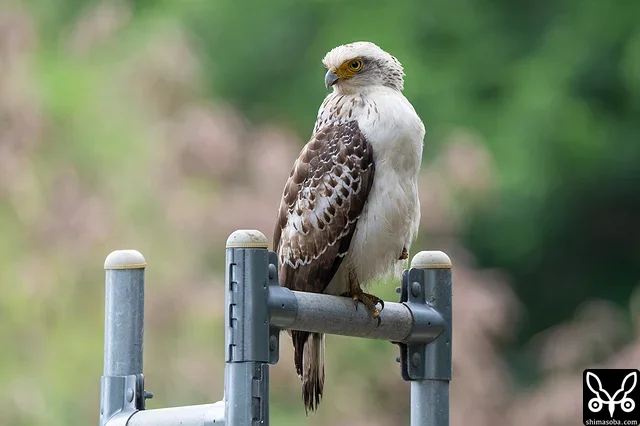 カンムリワシの幼鳥。獲物にありつけたようで、そのうが膨らんでいます。