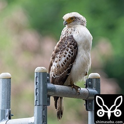 カンムリワシの幼鳥。獲物にありつけたようで、そのうが膨らんでいます。