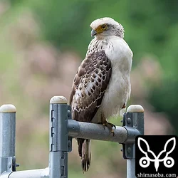 カンムリワシの幼鳥。獲物にありつけたようで、そのうが膨らんでいます。