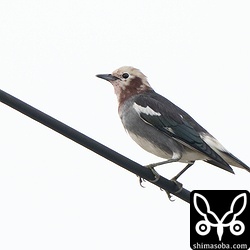 勤め先の駐車場にやってきたコムクドリ。ゲッキツの実を食べにきます。冬の間は、このゲッキツを狙ってカラムクドリやムクドリ、ミドリカラスモドキなどもよく現れました。コムクドリは石垣島では越冬より、春のイメージです。