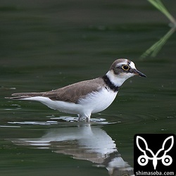 コチドリ25羽の群れがいました。ハジロコチドリもいたそうですが、私が行った時にはコチドリだけになっていました。