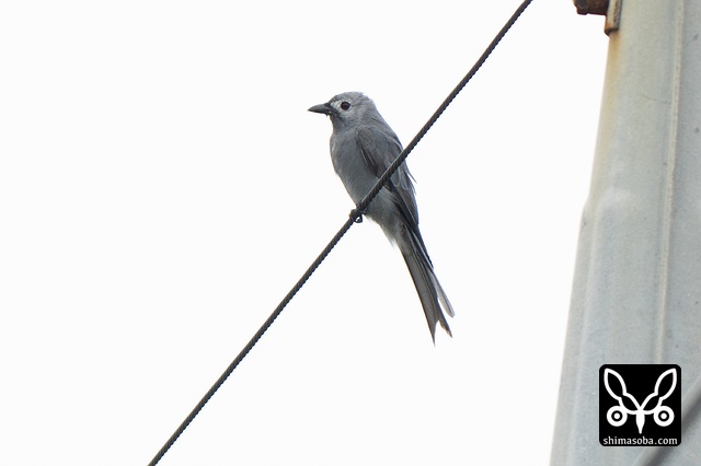 ハイイロオウチュウ