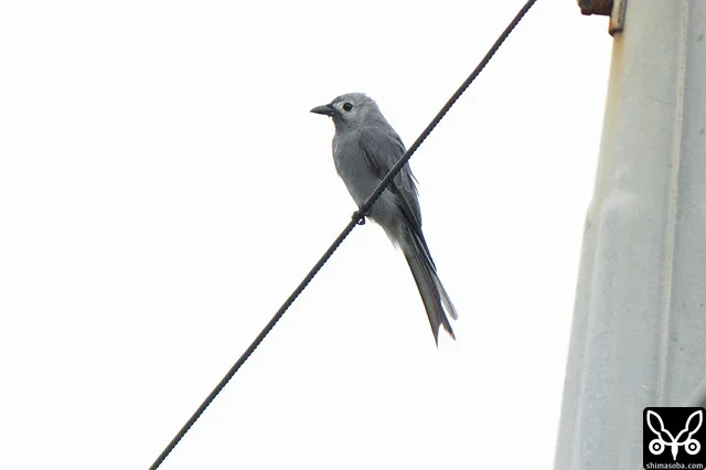 過去最長期間で石垣島で越冬しているハイイロオウチュウ。この写真は4月3日撮影ですが、9日にもまだ確認できました。ハイイロオウチュウは、一体いつまでいるのでしょうか。