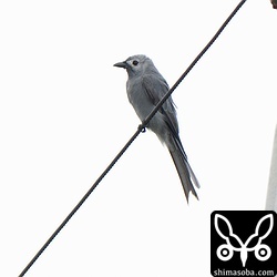 過去最長期間で石垣島で越冬しているハイイロオウチュウ。この写真は4月3日撮影ですが、9日にもまだ確認できました。ハイイロオウチュウは、一体いつまでいるのでしょうか。