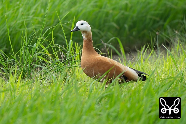 アカツクシガモ