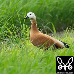 アカツクシガモの幼羽から第1回生殖羽へほぼ換羽しています。こちらは滞在3日目となっています。