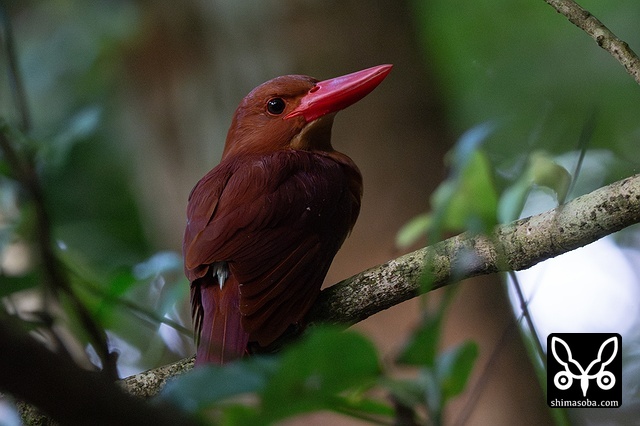 リュウキュウアカショウビン