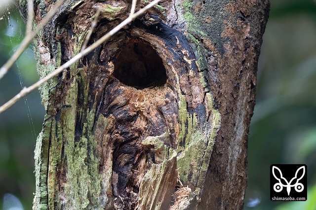 リュウキュウアカショウビン