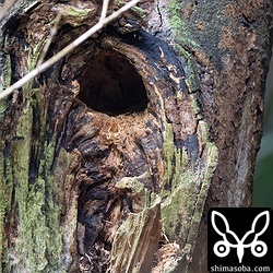 自宅近くのアカショウビンも巣穴掘りを始めました。