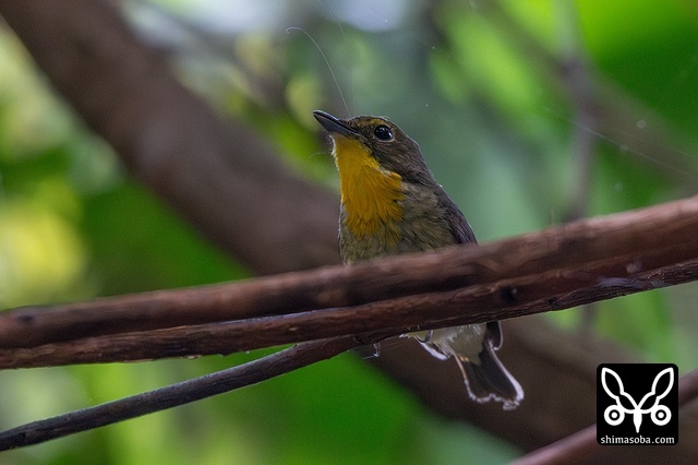 リュウキュウキビタキ