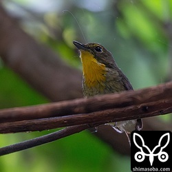 隣り合う縄張りの個体ともめていたリュウキュウキビタキ。
