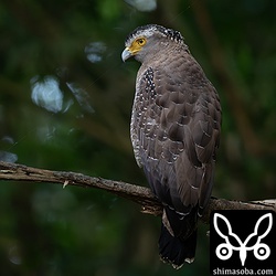 カンムリワシも繁殖期。これから夏にかけて出会いが少なくなります。