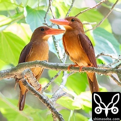 ペアで並んだアカショウビン。巣作りの最中です。