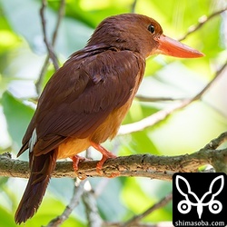 ペアは交互に巣穴を掘ります。その間、片方は近くで見守っています。