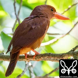 リュウキュウアカショウビン