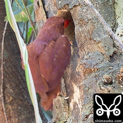 木に飛びついて巣穴を掘るアカショウビン。