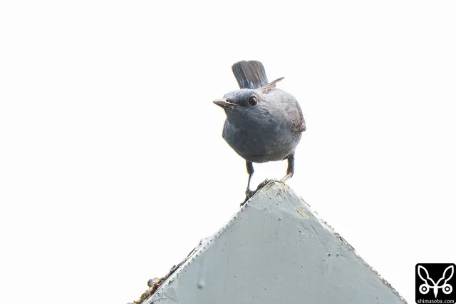 空中で昆虫を捕まえていました。