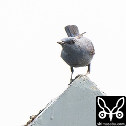 空中で昆虫を捕まえていました。