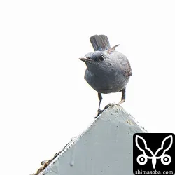 空中で昆虫を捕まえていました。