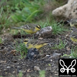 ツメナガセキレイの群れが海岸近くも空き地に入っていました。八重山ではごく普通に見られますが、このむれは与那国島に到着したばかりのようで、春の渡りを感じられました。