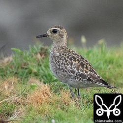 海岸沿いの草地にはムナグロが単独でいました。