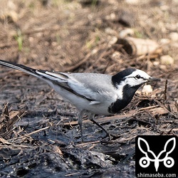 タイワンハクセキレイはあちこちにいました。なぜかオスばかり。
