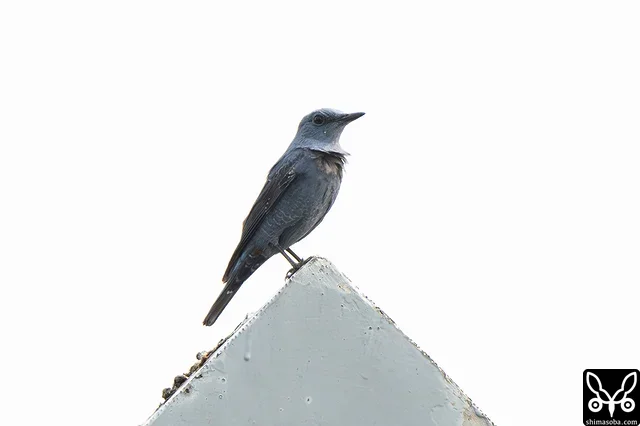 アオハライソヒヨドリのオス成鳥。結構、長いこと滞在しており、この時点で3週間ほど。