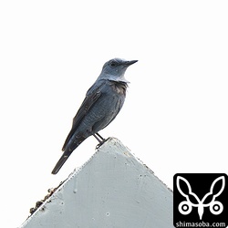 アオハライソヒヨドリのオス成鳥。結構、長いこと滞在しており、この時点で3週間ほど。