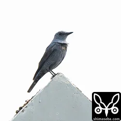 アオハライソヒヨドリのオス成鳥。結構、長いこと滞在しており、この時点で3週間ほど。