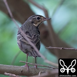 農道にはビンズイの群れが入っていました。
