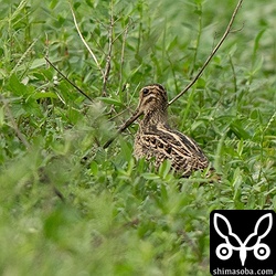 こちらもチュウジシギ。ハリオシギよりチュウジシギが圧倒的に多いですね。