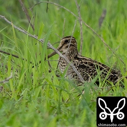 別の場所にチュウジシギ。