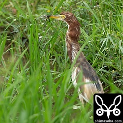 夏羽に変わりつつあるアカガシラサギもいました。