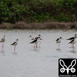 セイタカシギは最大で100羽以上の群れを確認。
